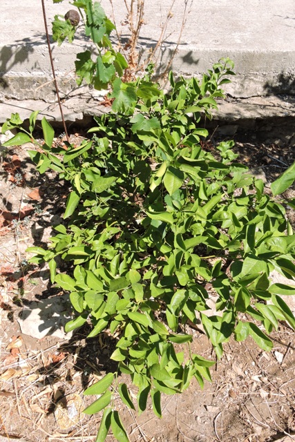 Meyer Lemon bush under stress